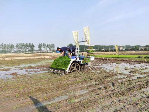 白馬湖分公司組織無人駕駛插秧機(jī)現(xiàn)場推廣演示