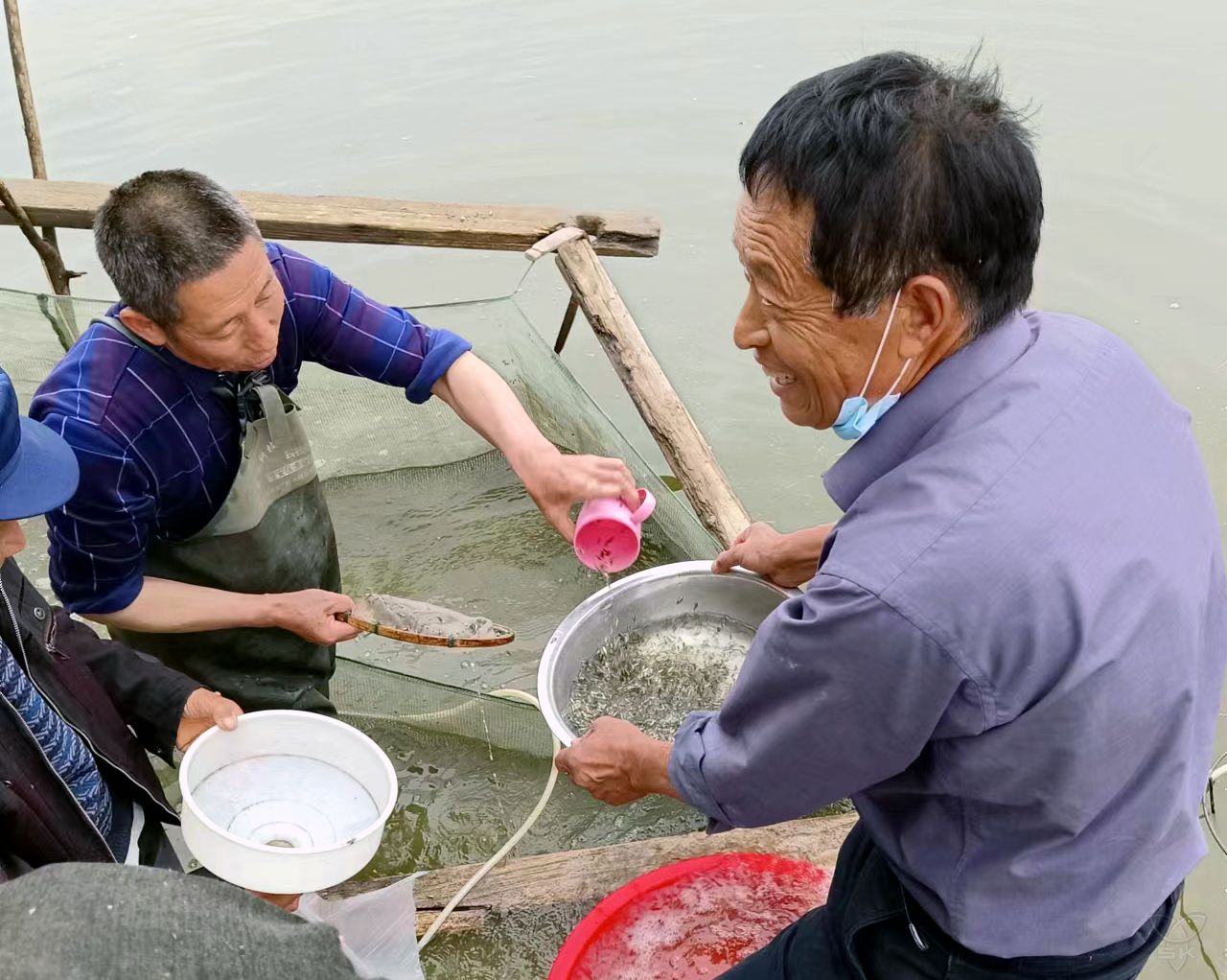 農(nóng)場公司一漁場張建衛(wèi)新品種鯽魚苗暢銷