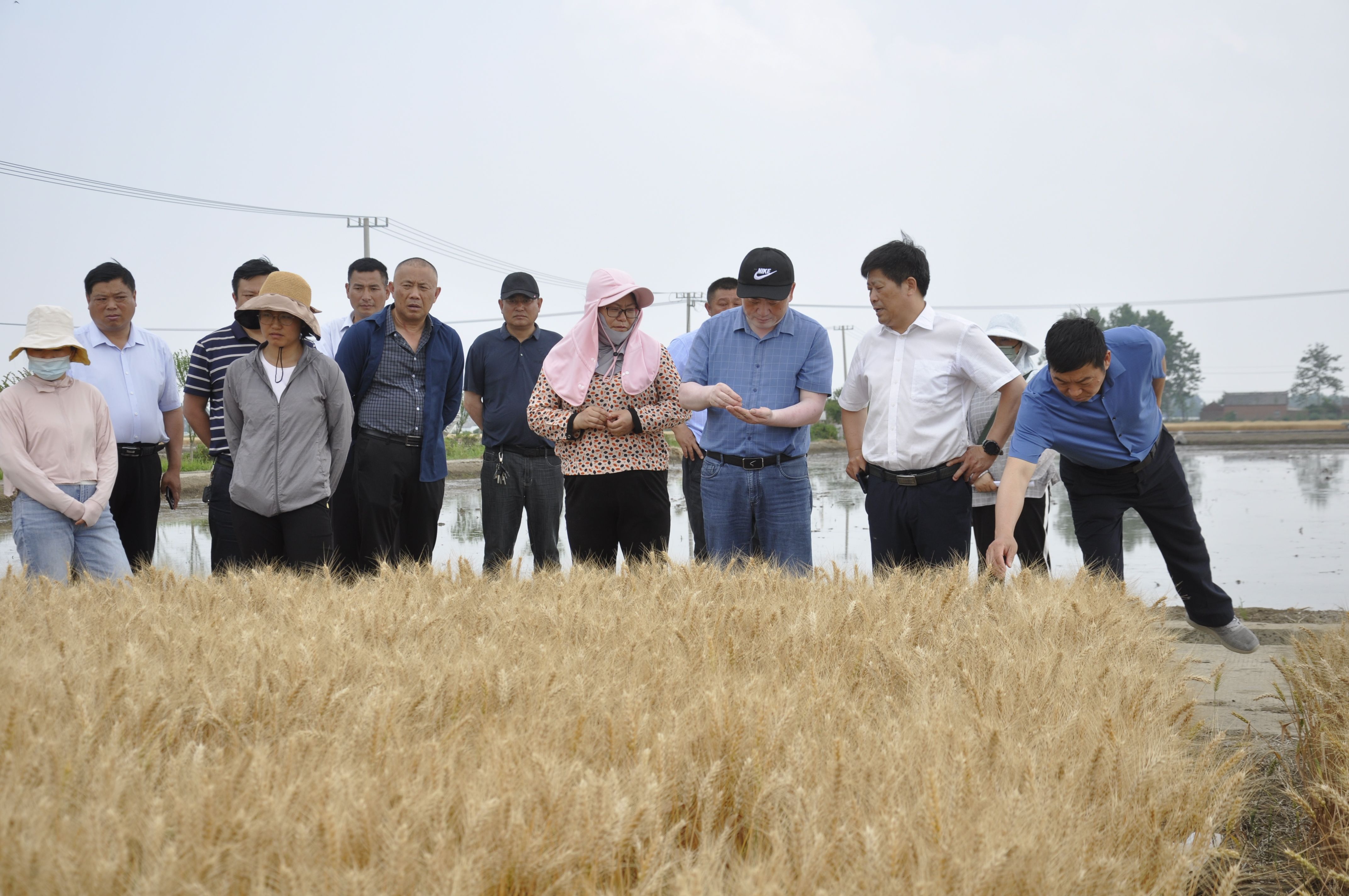 白馬湖分公司組織小麥品種觀摩評比