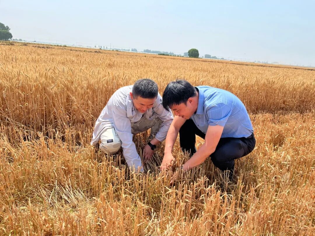 農(nóng)場公司機關(guān)工作人員積極蹲點服務(wù)三夏