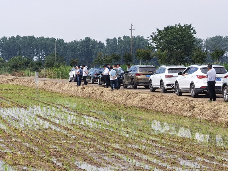 蘇墾農(nóng)發(fā)組織在白馬湖觀摩水稻栽插管理現(xiàn)場