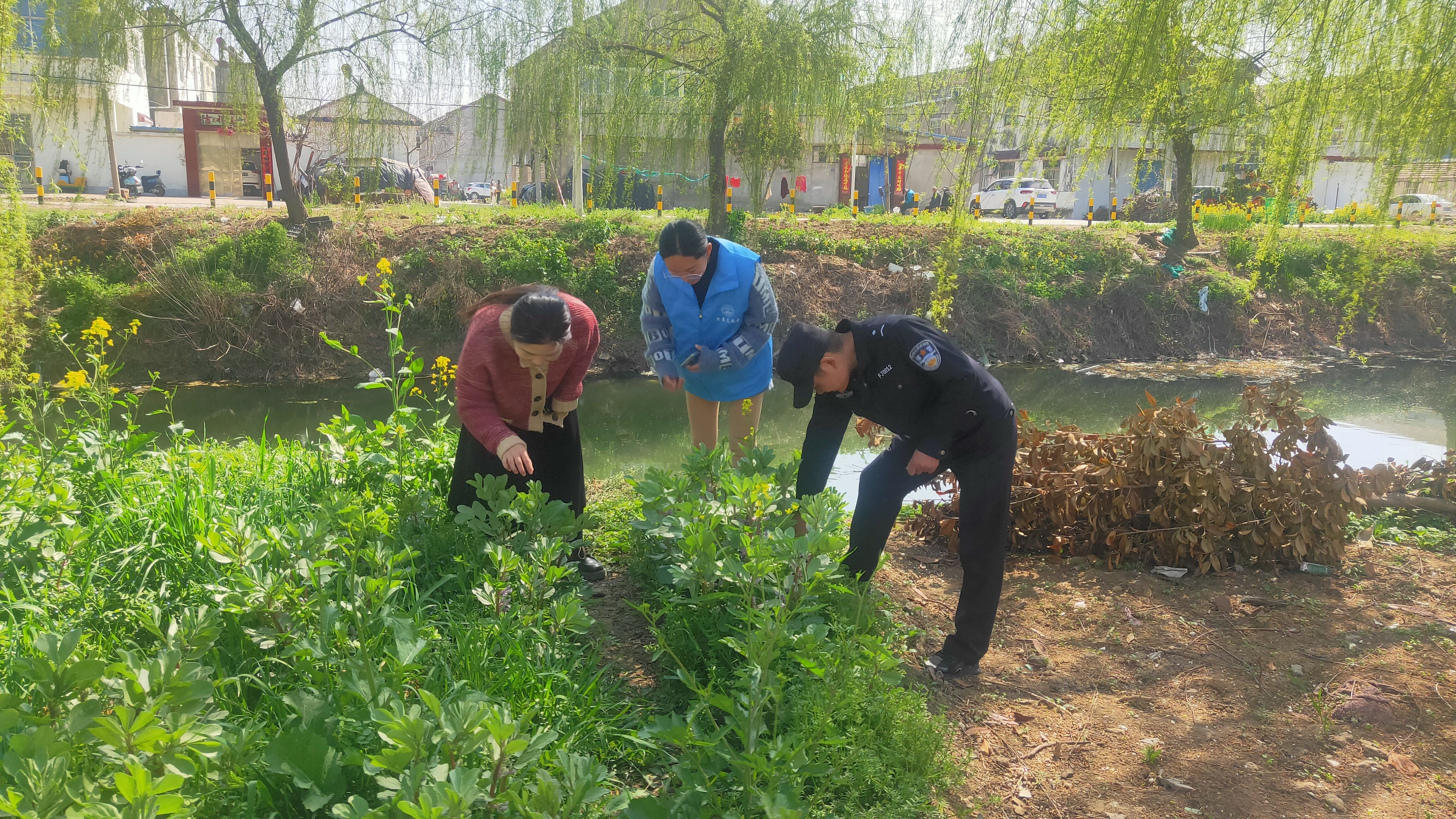 邵集 三莊居委會(huì)：踏查宣傳齊上陣 禁種鏟毒護(hù)平安
