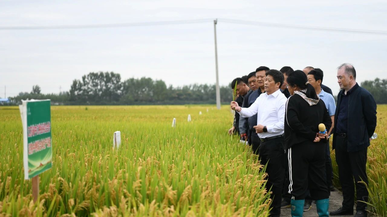 分公司組織開展水稻品種觀摩活動(dòng)