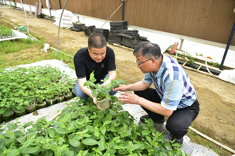 白馬湖：著眼“土”“特”“產(chǎn)” 探尋發(fā)展路
