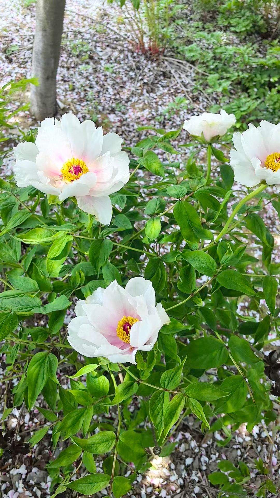 農(nóng)場(chǎng)公司：近3萬株牡丹、芍藥售罄