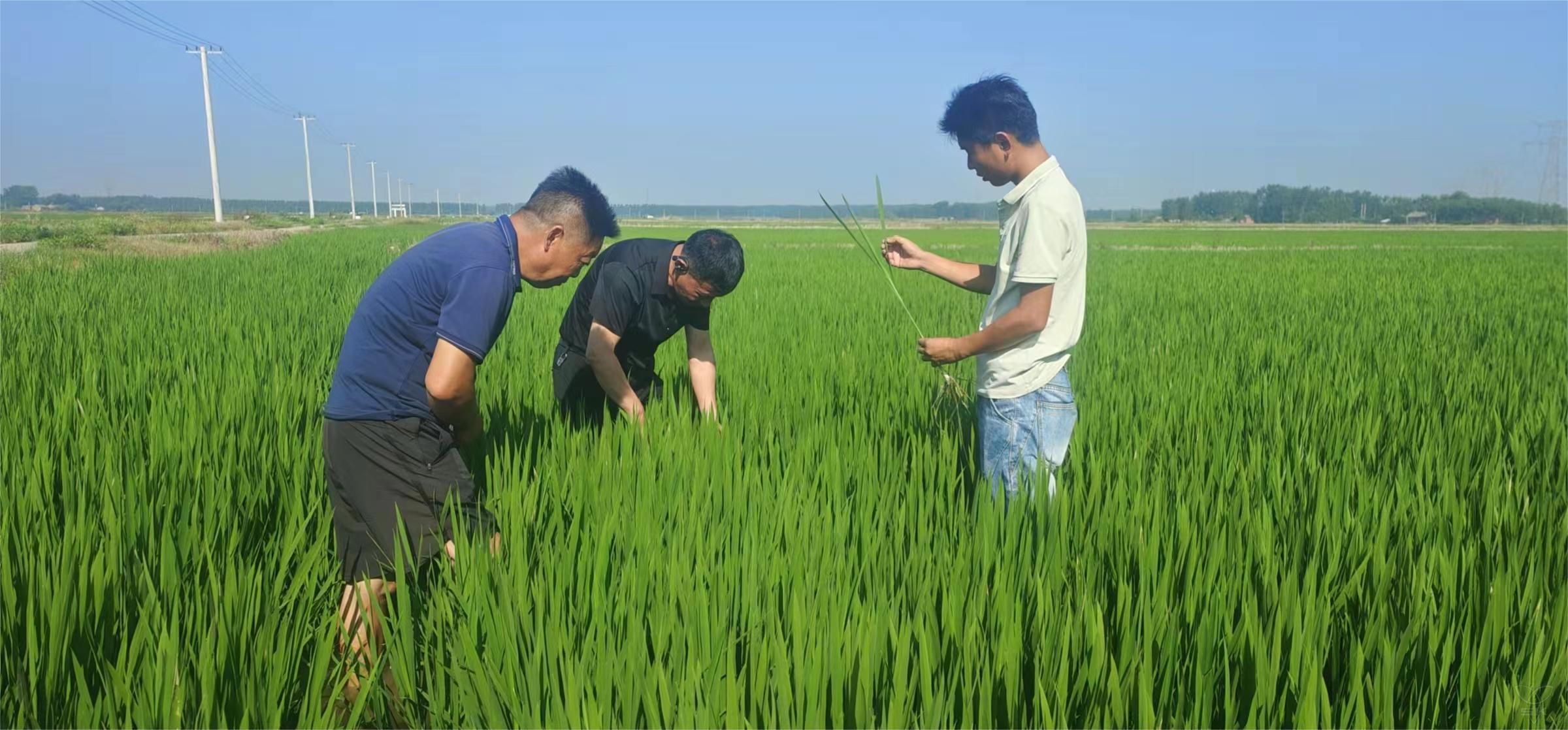 第一生產(chǎn)區(qū)：念好水稻“夏管經(jīng)” 抓牢豐收主動(dòng)權(quán)