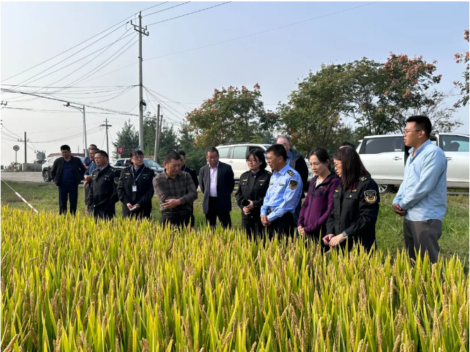 省植保植檢站來分公司檢查檢疫成果