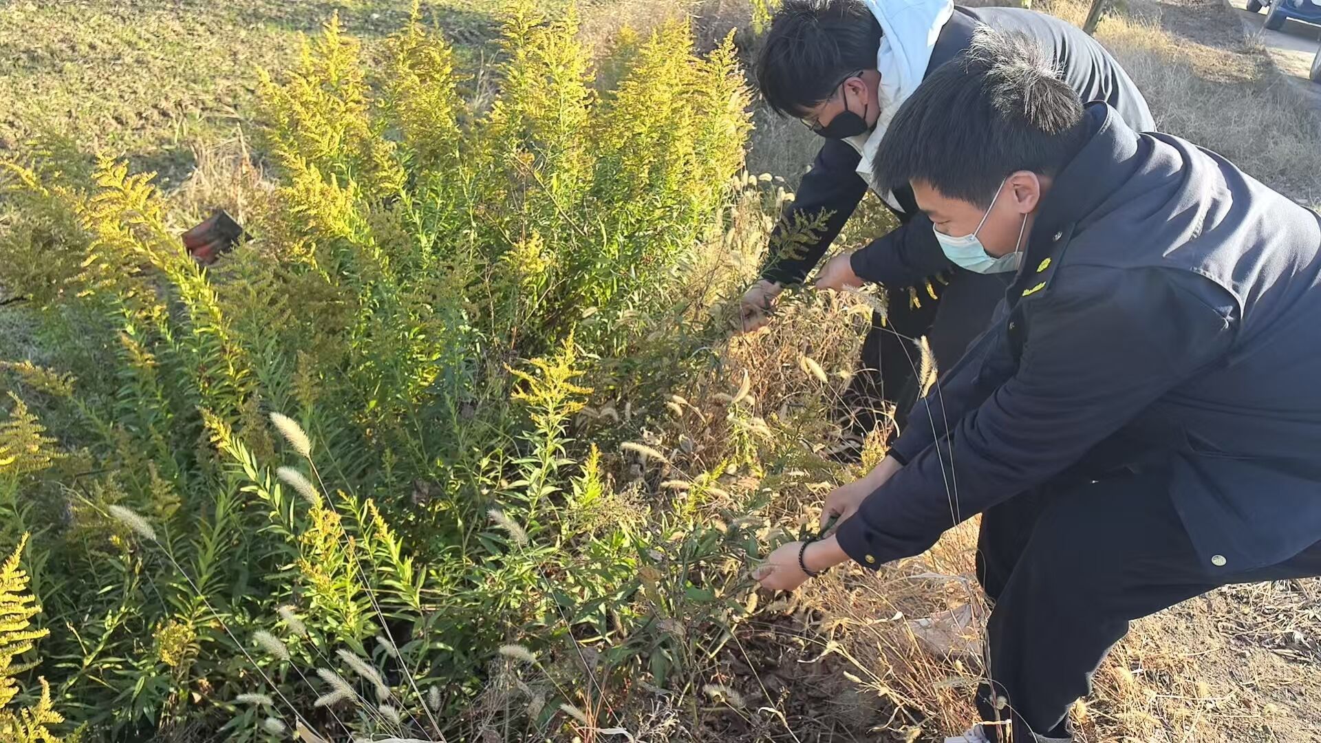 社管會全力鏟除“加拿大一枝黃花”