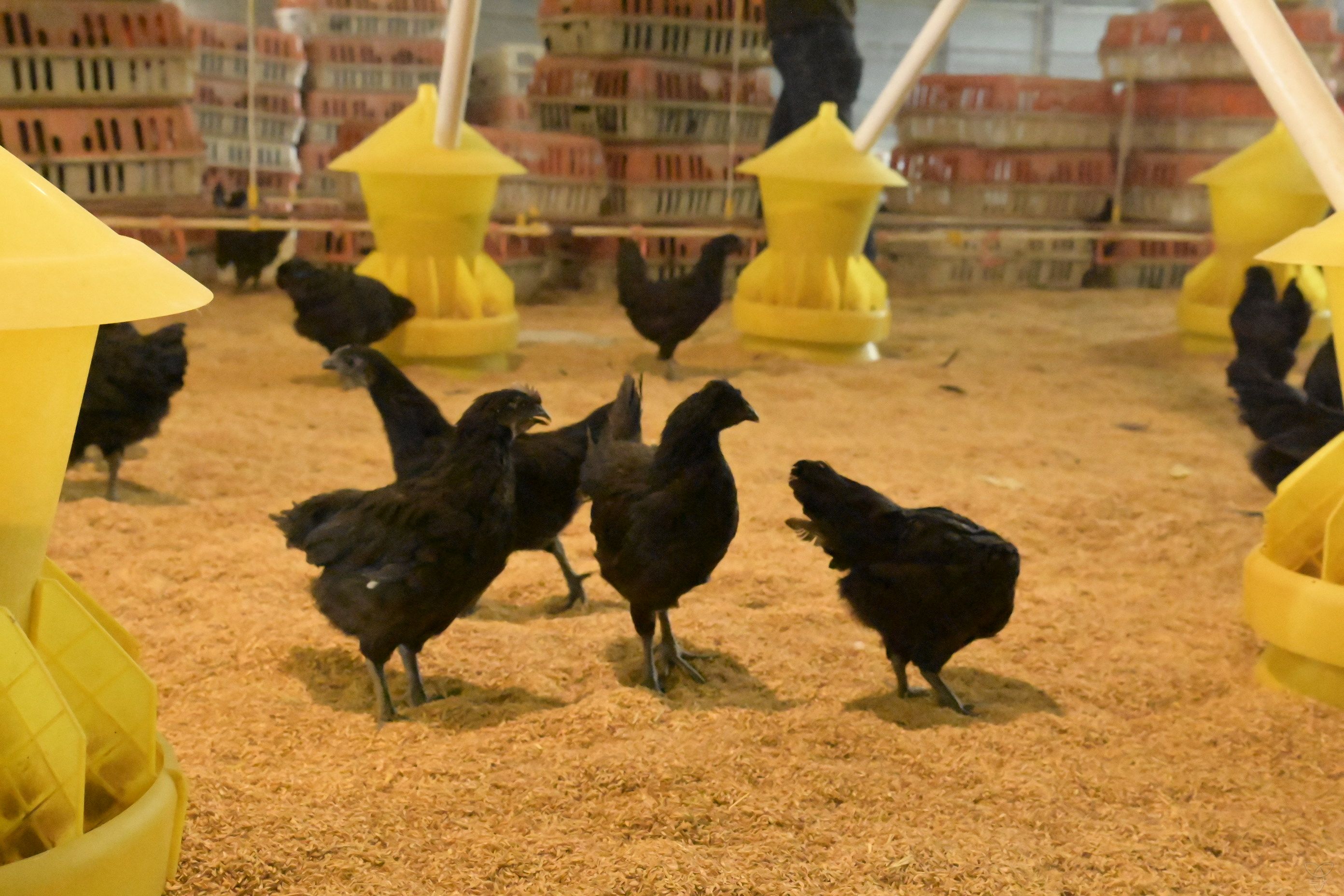 搶抓“雞”遇，黑鳳凰“落戶”白馬湖